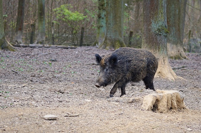 Chasses dans le Bois de Champagne