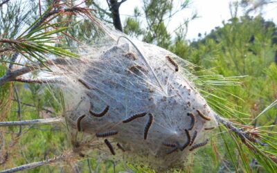 Chenilles processionnaires : Quoi faire ? Abattre l’arbre n’est pas la solution !