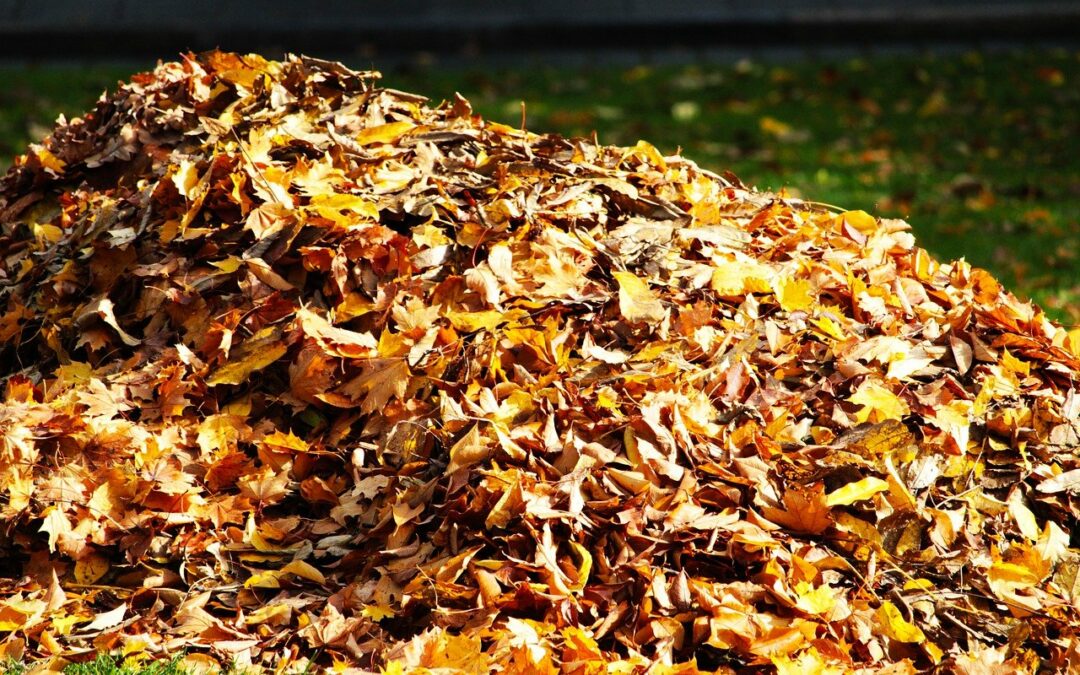 Ramassage des feuilles des allées