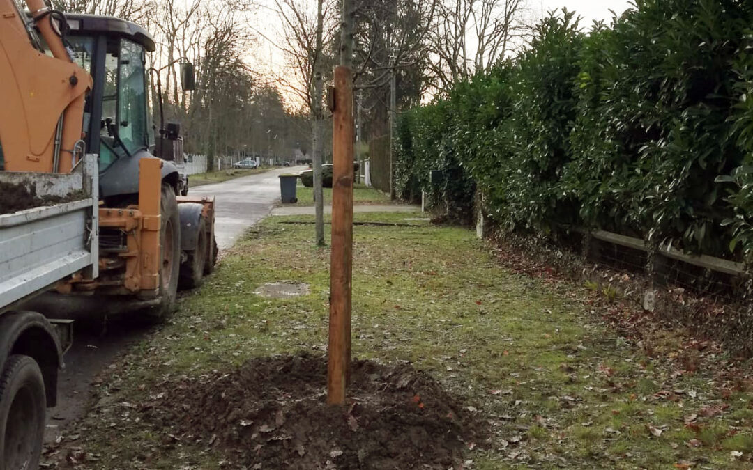 Suivi et renouvellement des arbres d’alignement