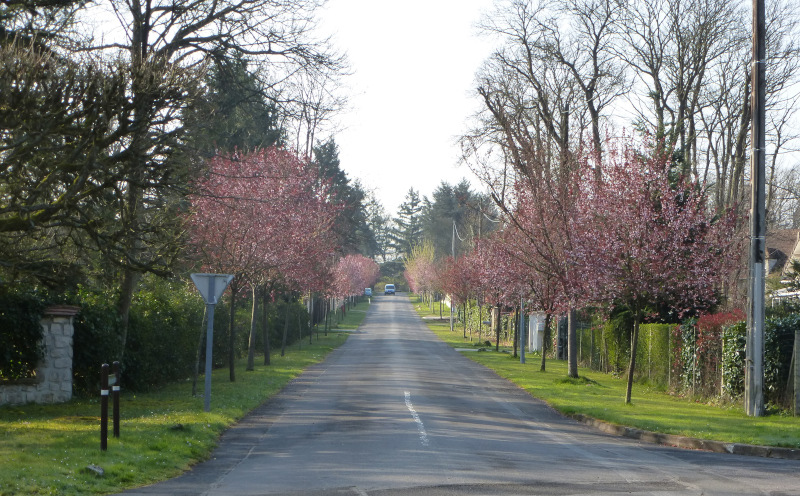 Nouvelles des arbres d’alignement de nos allées