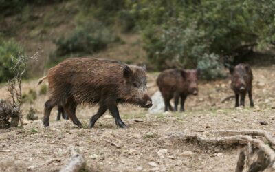 Chasse de régulation du sanglier et du chevreuil : Hiver 2024/2025