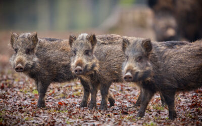 Chasse de régulation du sanglier et du chevreuil : Hiver 2025/2026