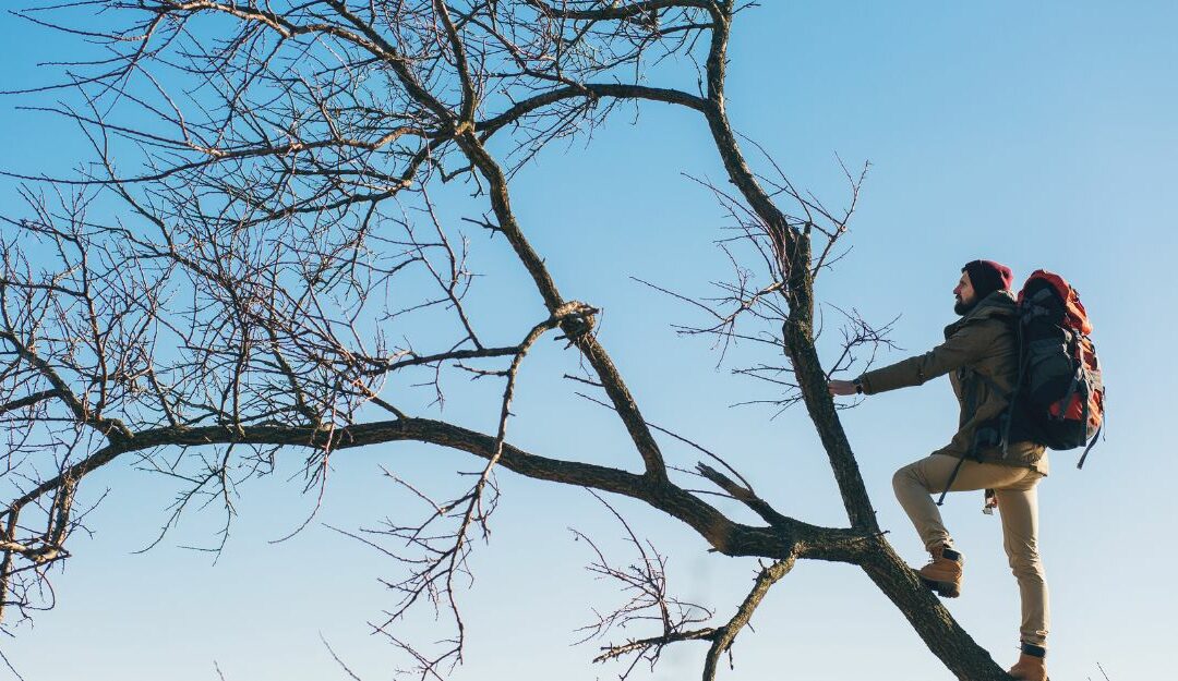 Élagage/abattage : comment procéder ?