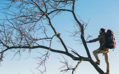 Élagage/abattage : comment procéder ?